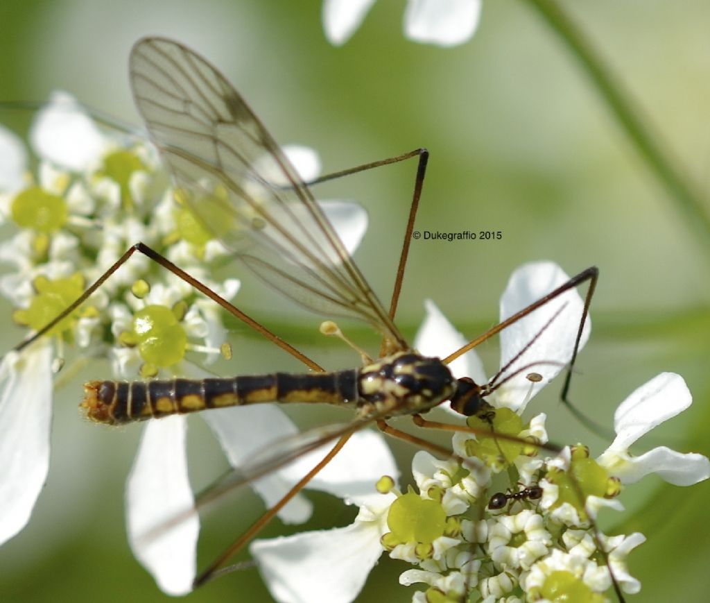 Nephrotoma sp. maschio (Tipulidae)